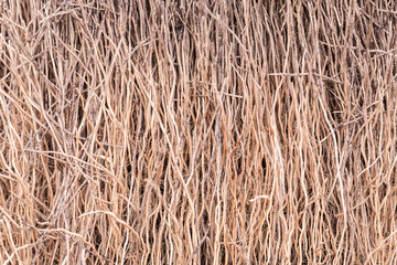 Brown of dry coconut tree texture and background