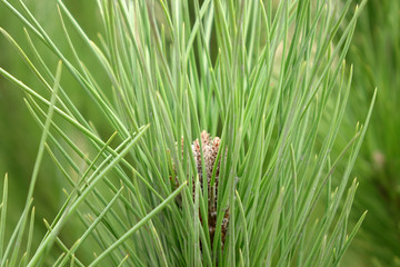 Pine cone