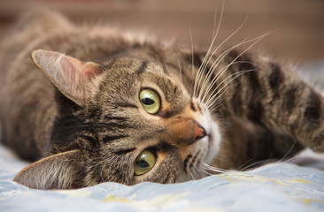 Cat lies on one side and looks at you