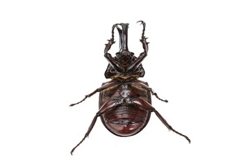 Close up male fighting beetle (rhinoceros beetle) isolated on wh