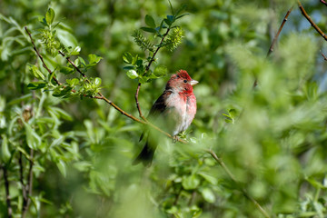 Perching Common Rosefinch male in bush