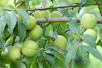 The branch of Green nectarines