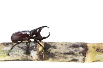 Close up male fighting beetle (rhinoceros beetle) on sugarcane i