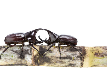 Close up male fighting beetle (rhinoceros beetle) on sugarcane i