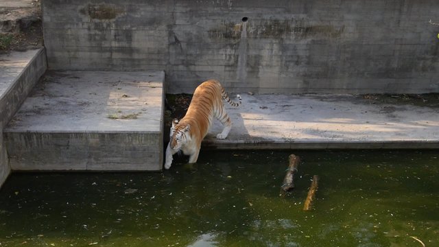 tigre jugando