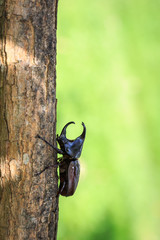 Male fighting beetle (rhinoceros beetle) on tree