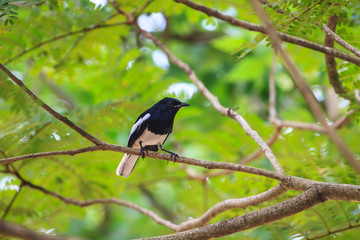 Oriental Magpie Robin