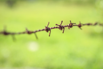 Rusty barb on green blur background