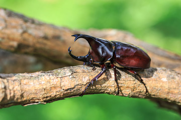 Male fighting beetle (rhinoceros beetle) on tree