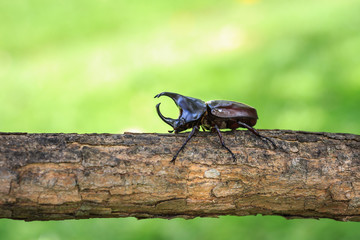 Male fighting beetle (rhinoceros beetle) on tree
