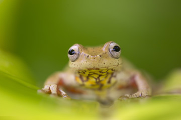 Small forest frog in green background
