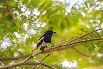 Oriental Magpie Robin