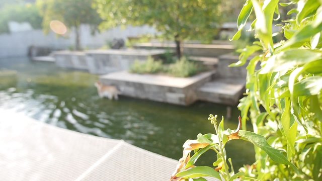 tigre zoo