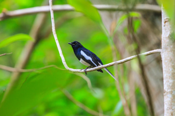 Oriental Magpie Robin