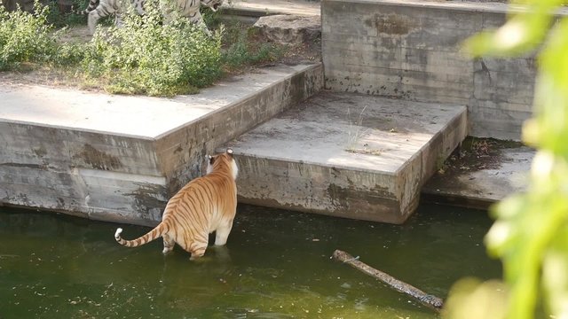 tigre defecando
