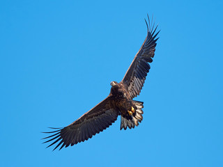 White Tailed Eagle (Haliaeetus albicilla)