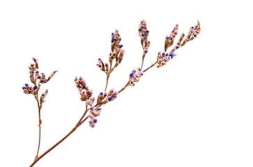 beautiful autumn flower