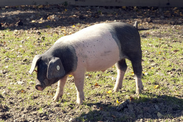 Sattelschwein, Deutsche, Nutztierrasse,