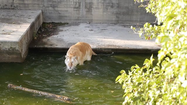 tigre jugando en el agua