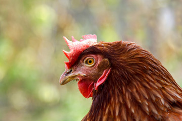 Portrait of brown hen. Gallus gallus domesticus.