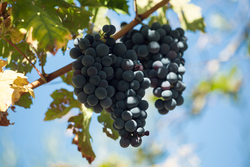 Grappolo uva. Vendemmia