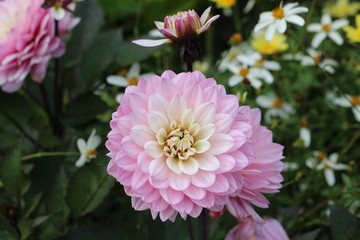 Obraz premium Dahlia