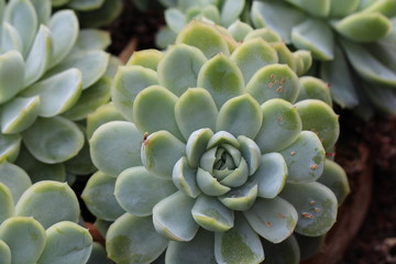 Echeveria