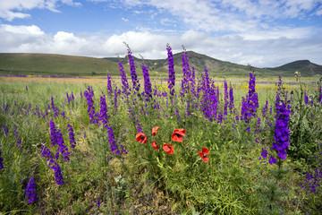 Wildflowers on a background of mountains. © amarinchenko106