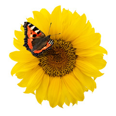 Schmetterling auf Sonnenblume