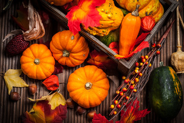 Autumn still life with pumpkins