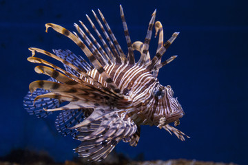 Red lionfish