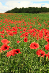 poppy flowers field