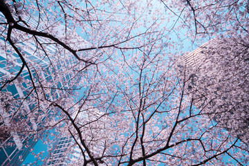 高層ビルと桜