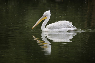 Pélican oiseau gros blanc plume