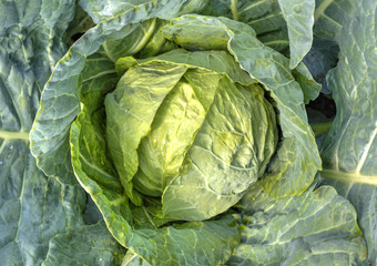 Obraz premium Fresh green cabbage closeup