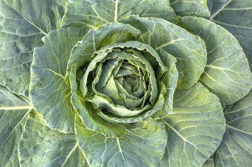 Obraz premium Fresh green cabbage closeup