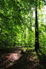 spring green czech forest
