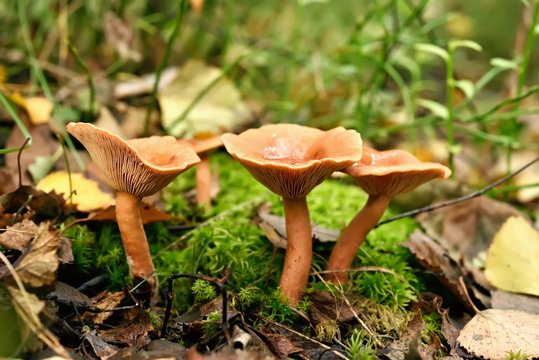 Lactarius rufus mushrooms in forest