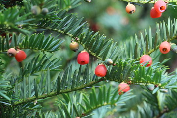 Obraz premium Red berries