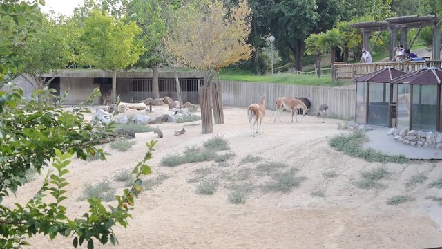 zoo