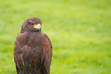 Harris Hawk, Parabuteo unicinctus.