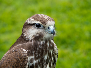 Saker falcon, face profile. Bird of prey. Endangered species.