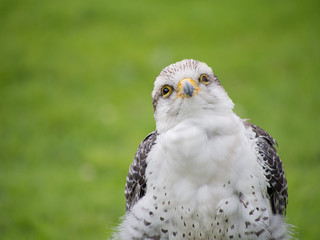 Young Gyr x Lanner Falcon outdoors. Inquisitive pose.