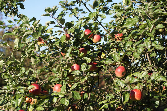 &Auml;pfel