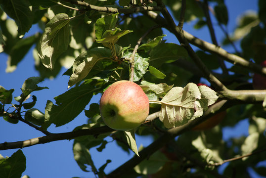 Apfel