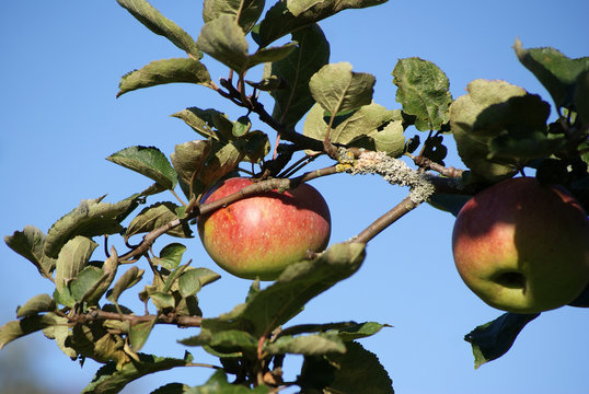 &Auml;pfel