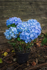 Hydrangeas. beautiful hydrangea flowers in the garden on the old wooden background. Blue hydrangea in a pot for transplanting to the garden