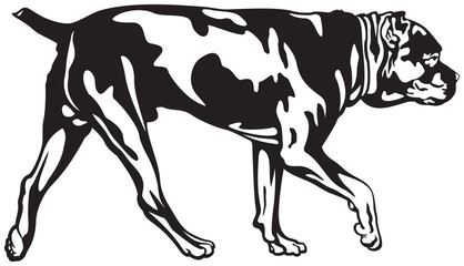 Cane Corso dog walk, dog breed vector illustration from the dog show sign symbol set