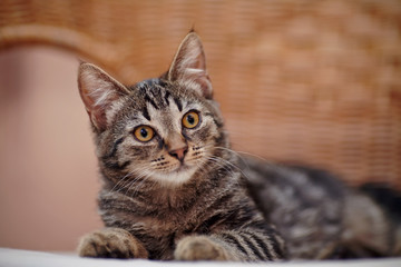 Portrait of a striped kitten on a wicker chair