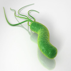 Helicobacter Pylori Bakterium, medizinische Illustration
